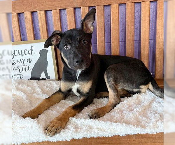 Medium Photo #3 Mutt Puppy For Sale in Genesee, WI, USA