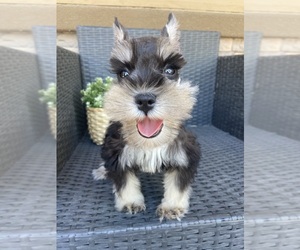 Schnauzer (Miniature) Puppy for sale in CHINO HILLS, CA, USA