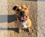 Small Photo #15 Mutt Puppy For Sale in Bemidji, MN, USA