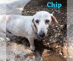 Small Photo #18 Dachshund Puppy For Sale in San Antonio, TX, USA