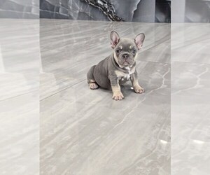 French Bulldog Puppy for sale in NORTH PORT, FL, USA