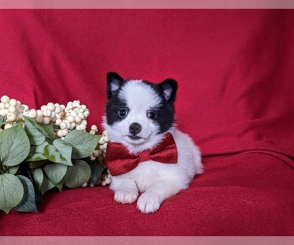 Medium Photo #6 Chiranian Puppy For Sale in NEW FREEDOM, PA, USA