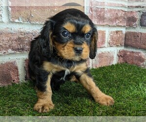 Cavalier King Charles Spaniel Puppy for sale in MOBERLY, MO, USA