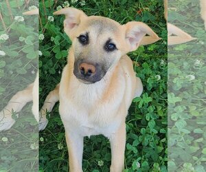 Australian Shepherd-Welsh Corgi Mix Dogs for adoption in McDonough, GA, USA