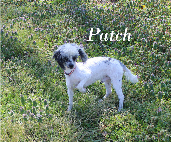 Medium Photo #28 Poodle (Toy) Puppy For Sale in CHANUTE, KS, USA