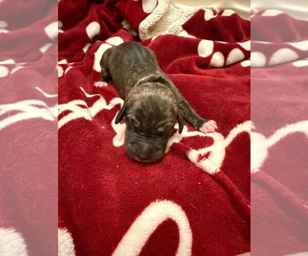 Medium Photo #1 Great Dane-Unknown Mix Puppy For Sale in Bullard, TX, USA