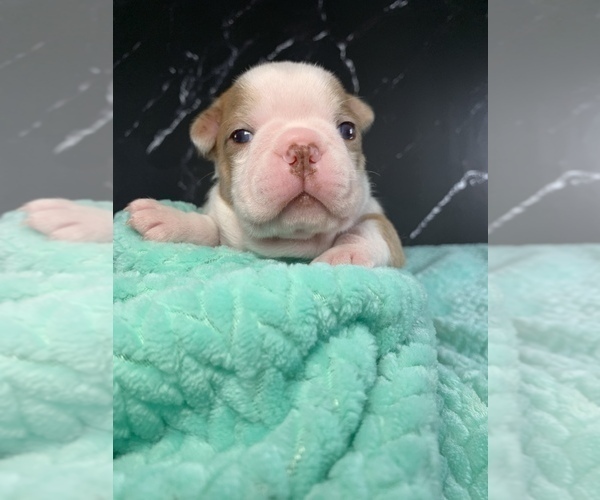 Medium Photo #65 Boston Terrier Puppy For Sale in TULARE, CA, USA