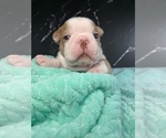 Small Photo #65 Boston Terrier Puppy For Sale in TULARE, CA, USA