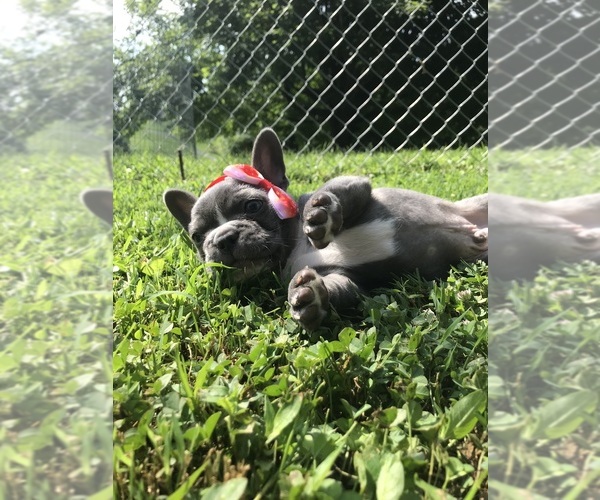 Medium Photo #5 French Bulldog Puppy For Sale in PENNINGTON GAP, VA, USA