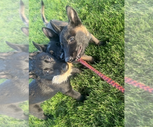 Medium Photo #3 Belgian Malinois Puppy For Sale in ROCHESTER, NY, USA