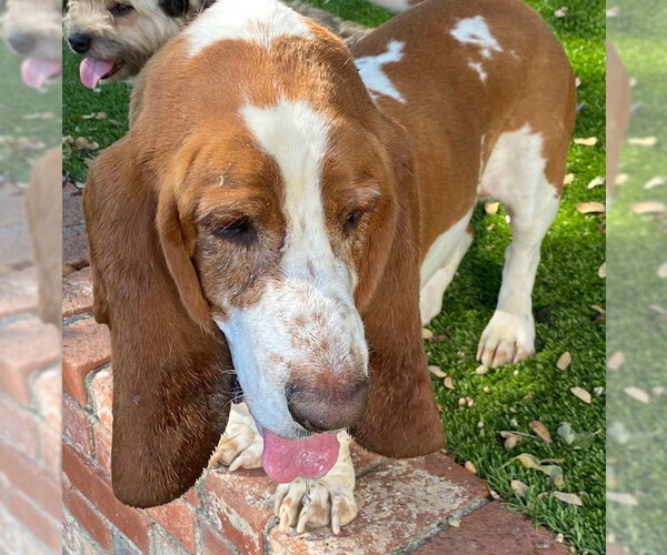 Medium Photo #2 Basset Hound Puppy For Sale in Petaluma, CA, USA