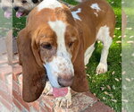 Small #1 Basset Hound