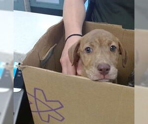 Mutt Dogs for adoption in Oklahoma City, OK, USA