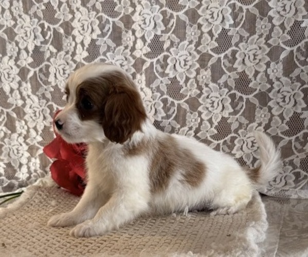 Medium Photo #3 Cavapoo (Miniature) Puppy For Sale in THORP, WI, USA