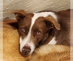 Small #1 American Pit Bull Terrier-Australian Shepherd Mix
