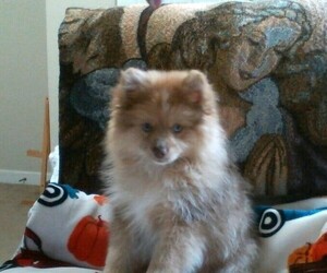 Pomeranian Puppy for sale in MONTVILLE, OH, USA