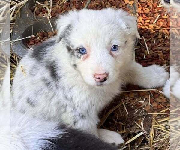 Medium Photo #1 Border Collie Puppy For Sale in MOSIER, OR, USA