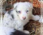 Puppy BlueMerlePuppy5 Border Collie