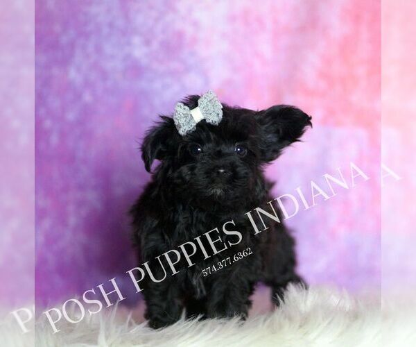 Medium Photo #108 Yorkipoo Puppy For Sale in WARSAW, IN, USA