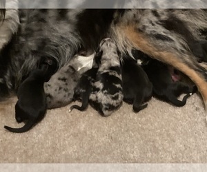Miniature Australian Shepherd Puppy for sale in BROOKSVILLE, FL, USA