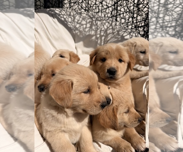 Medium Photo #11 Goberian-Labrador Retriever Mix Puppy For Sale in LA CENTER, WA, USA