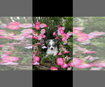 Image preview for Ad Listing. Nickname: Litter of 2