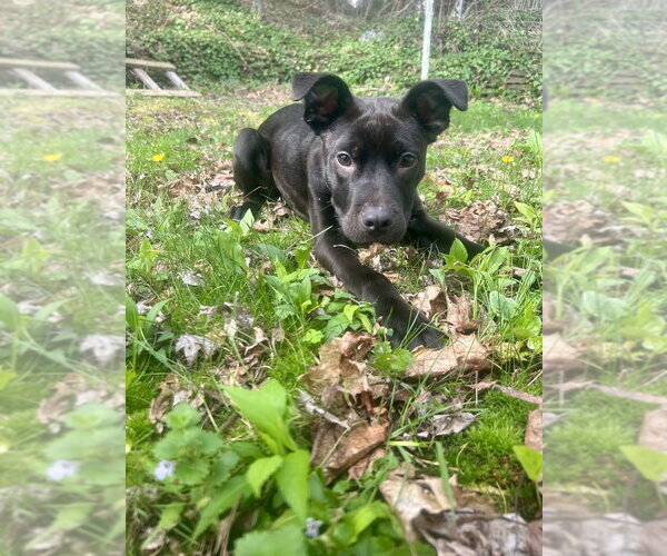Medium Photo #3 Labrador Retriever-Unknown Mix Puppy For Sale in Springdale, PA, USA