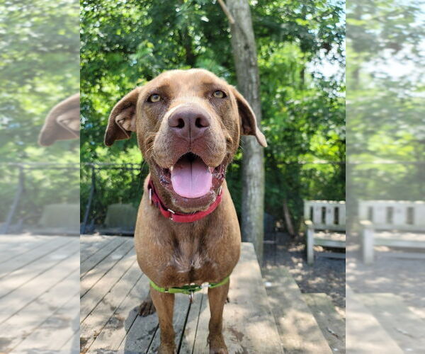 Medium Photo #16 Mutt Puppy For Sale in Elmsford, NY, USA