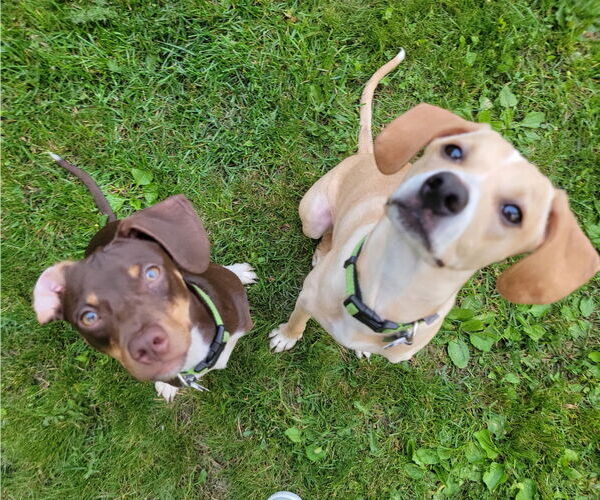 Medium Photo #5 Mutt Puppy For Sale in Crystal, MN, USA