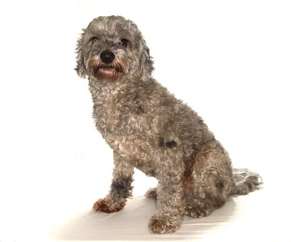 Medium Photo #2 Cavapoo (Miniature) Puppy For Sale in Oakland Park, FL, USA