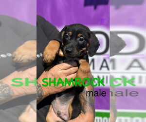 Mutt Dogs for adoption in Mooresville, NC, USA
