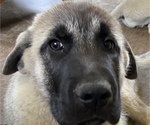 Small Photo #3 Anatolian Shepherd Puppy For Sale in LITTLE MEADOWS, PA, USA