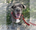 Small #3 Mastiff Mix