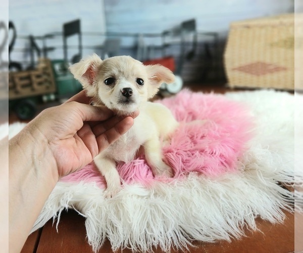 Medium Photo #4 Chihuahua Puppy For Sale in CARTHAGE, TX, USA