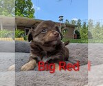 Small #3 Chihuahua