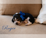 Puppy Roger Basset Hound