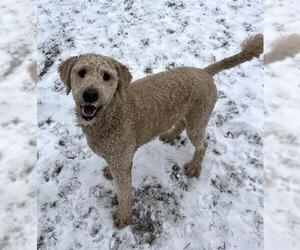 Goldendoodle Dogs for adoption in Toronto, Ontario, Canada