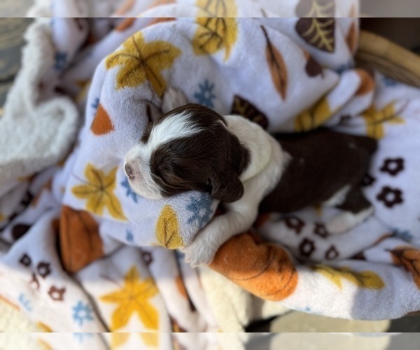 Medium Photo #7 English Springer Spaniel Puppy For Sale in SHERMAN, TX, USA