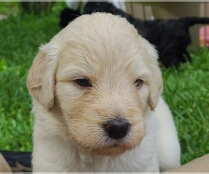Goldendoodle Puppy for sale in TYLER, TX, USA