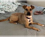 Small #20 Labrador Retriever Mix