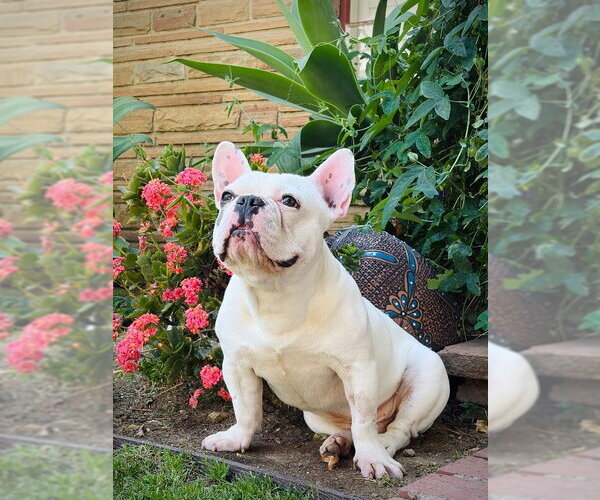 Medium Photo #2 French Bulldog Puppy For Sale in Marina Del Rey, CA, USA