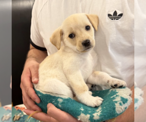 Golden Pyrenees Dogs for adoption in Brooklyn, NY, USA