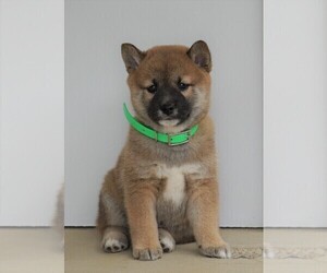 Shiba Inu Puppy for sale in FREDERICKSBG, OH, USA