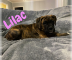 Small Photo #1 Boxer Puppy For Sale in WEST COLUMBIA, SC, USA