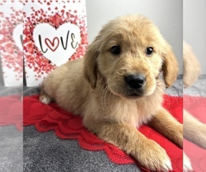Golden Retriever Puppy for sale in INDIANAPOLIS, IN, USA