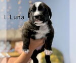 Small #2 Mountain Cur-Plott Hound Mix