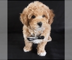 Small Photo #1 Poodle (Miniature) Puppy For Sale in MANCHESTER, NH, USA
