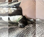 Small #8 Labrador Retriever Mix