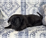 Small #2 Cane Corso