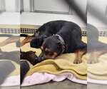 JOLENE - Female Mutt Dog for Adoption - Small photo